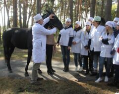 Асистент Кочевенко А.С. демонструє техніку фіксації коня