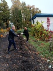 Висадка півоній