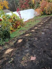 Висадка півоній