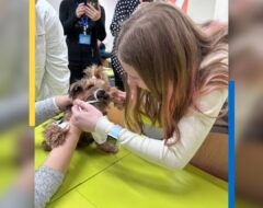 Популяризація ветеринарної медицини