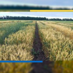 День поля в ДБТУ
